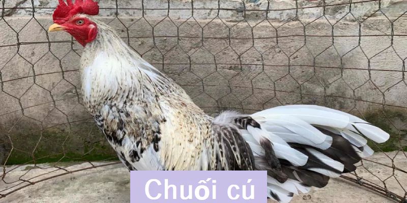 Giống chiến kê chuối cú