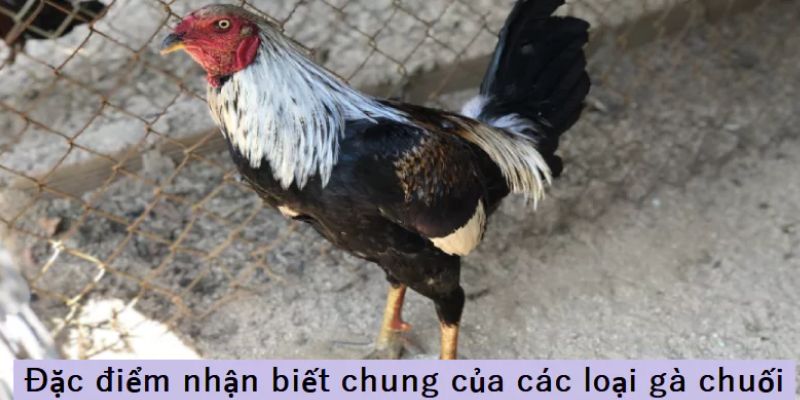 Giải mã khái niệm về gà chuối là gì?